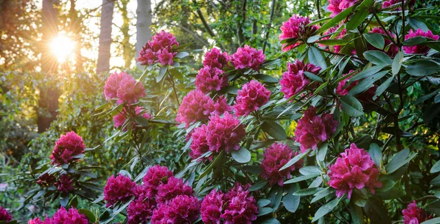 Introducing... rhododendrons