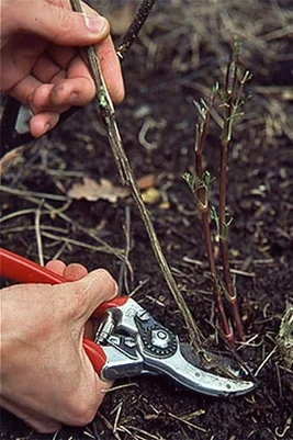 Pruning a late-flowering clematis. RHS/Advisory.