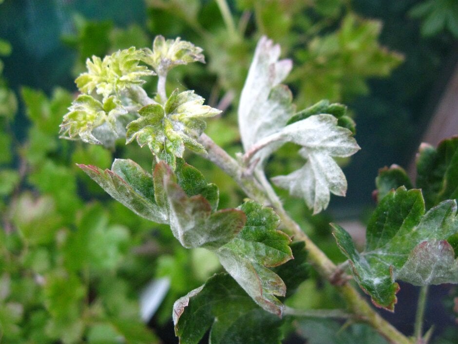 White growth of American gooseberry mildew on a young shoot. Image: John Scrace