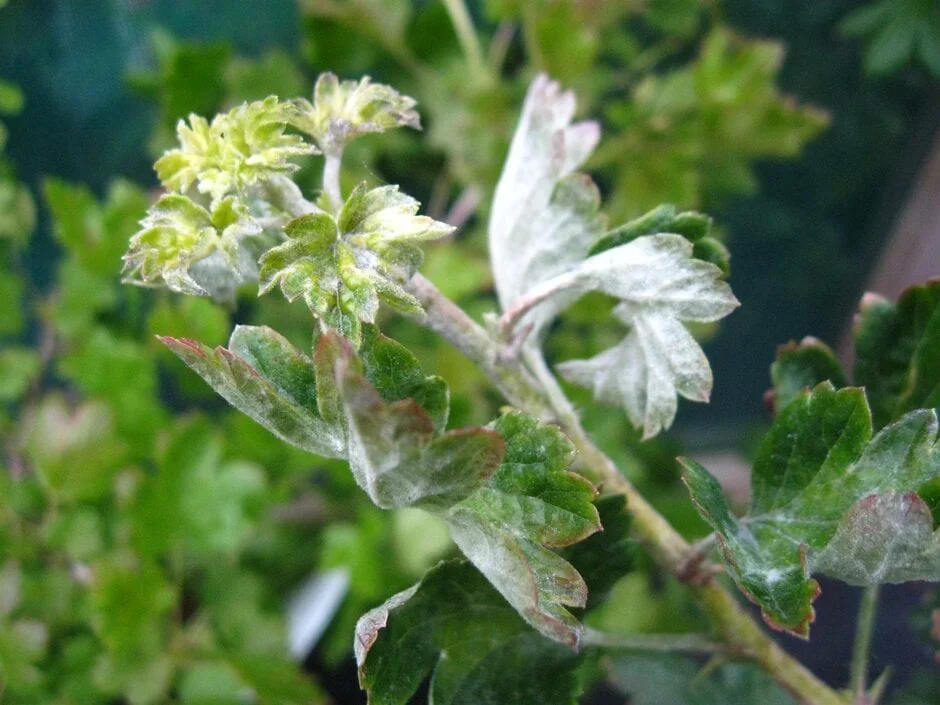 White growth of American gooseberry mildew on a young shoot. Image: John Scrace