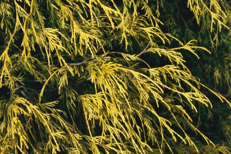 Tough, golden slivers