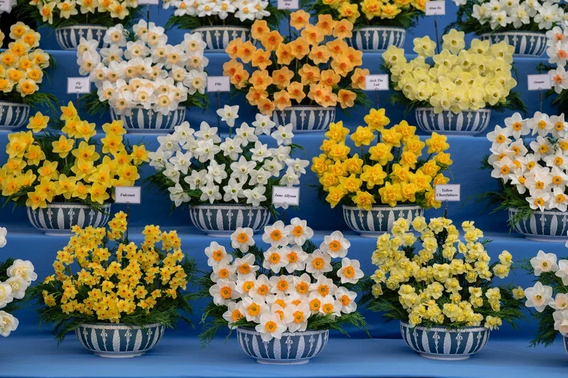 Taylors Bulbs