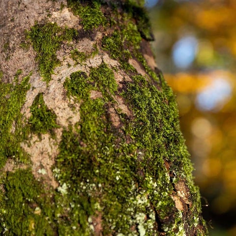 Algae and Moss on Hard Surfaces Prevention Tips | RHS Advice