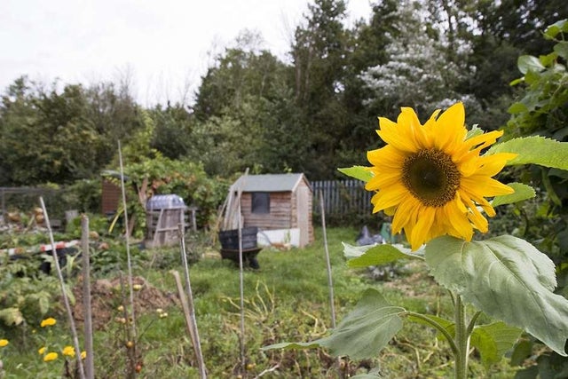 Grow your own veg on an allotment