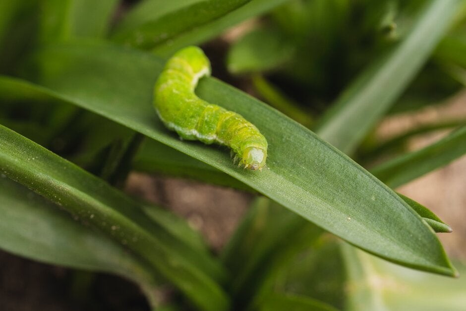 Larva