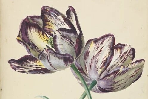 Buy tulip books from RHS Shop
