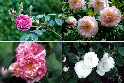 Rose Classification Rhs Shrub roses / RHS Plant Guide