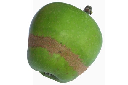 Apple tree problems: FAQs | RHS Advice