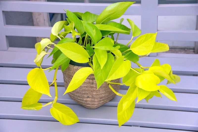 A great beginner plant: devil's ivy