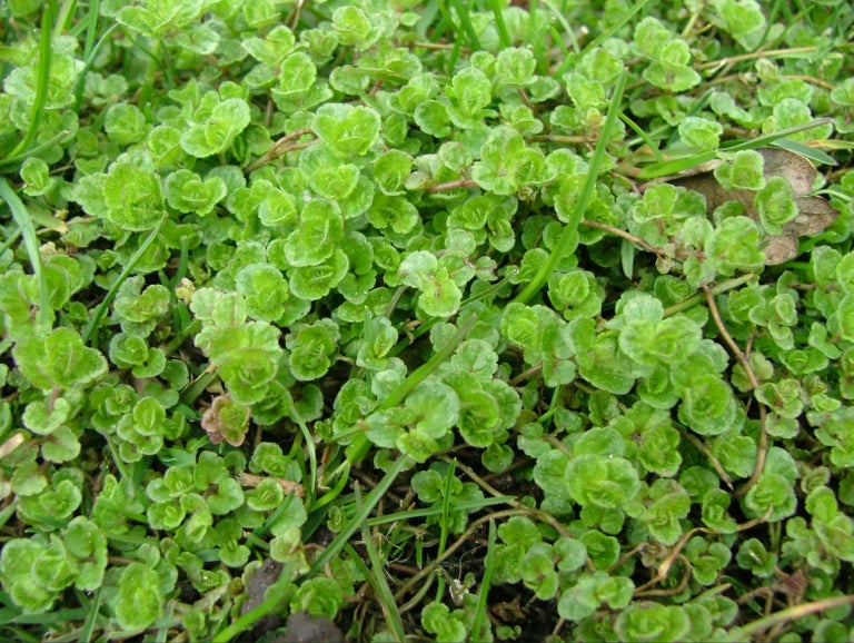 Speedwell