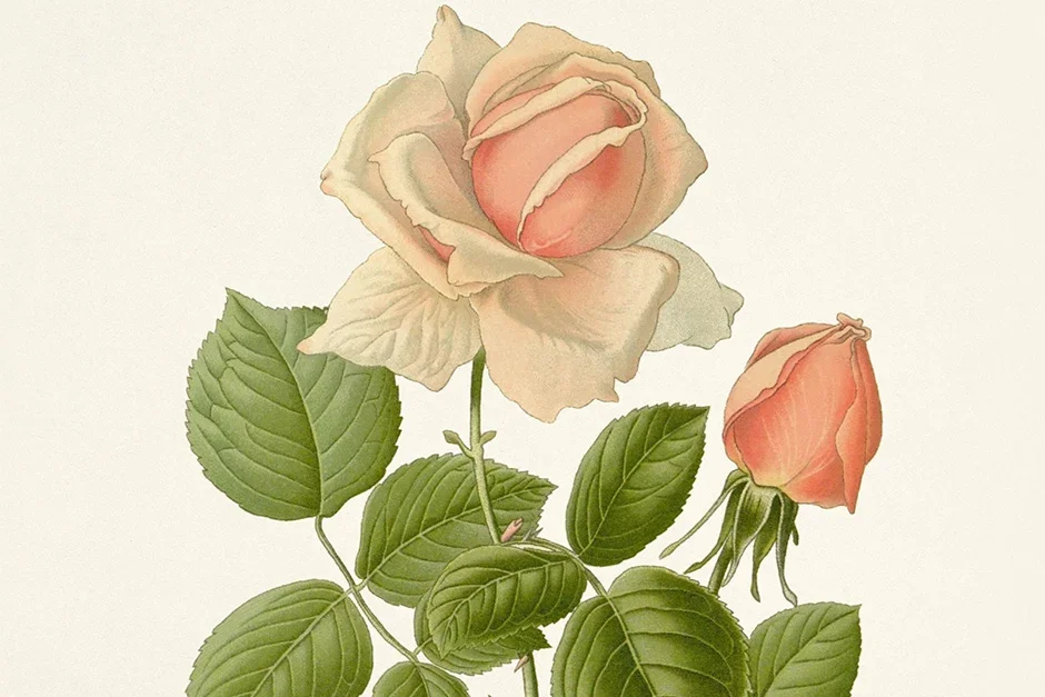 Rose of note