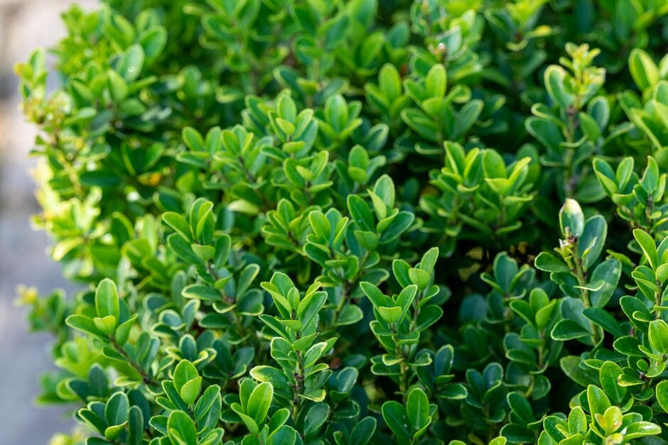 Box Alternatives for Healthy Hedges | RHS Advice