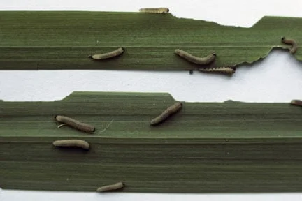 Iris sawfly (<EM>Rhadinoceraea micans</EM>) on yellow flag iris (<EM>Iris pseudacorus</EM>)