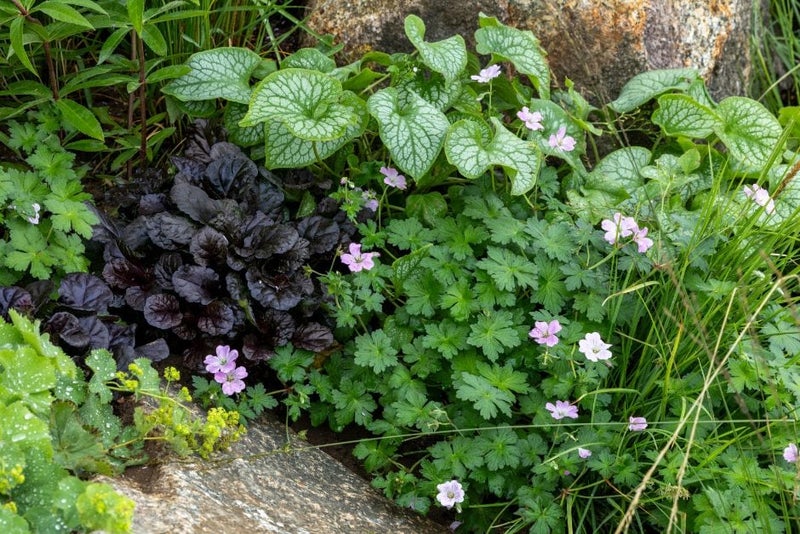 Geranium-Ajuga-Brunnera-combo