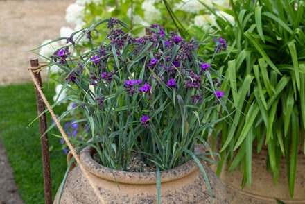 13 drought-tolerant plants for pots to reduce your watering