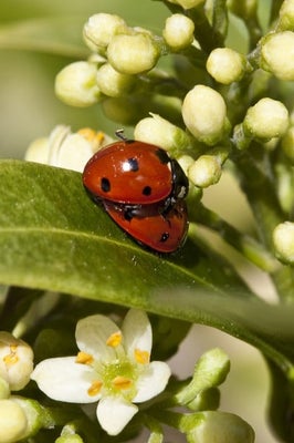 Mating 7-spot ladybirds (<EM>Coccinella 7-punctata</EM>) on <EM>Skimmia</EM>