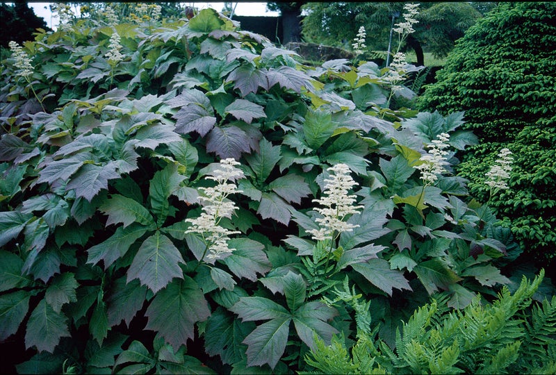 Rodgersia | RHS Plant Guide