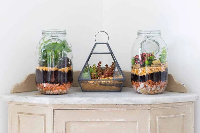 Terrariums and bottle gardens