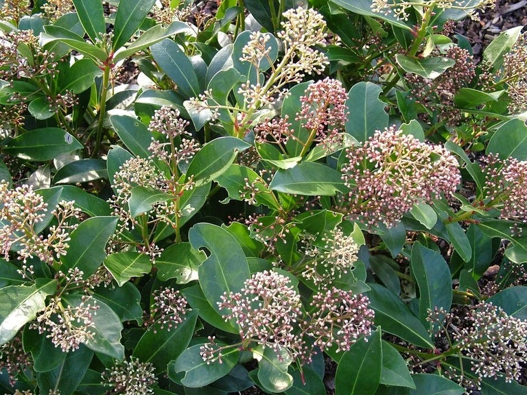 Plants for encouraging pollinators in small spaces