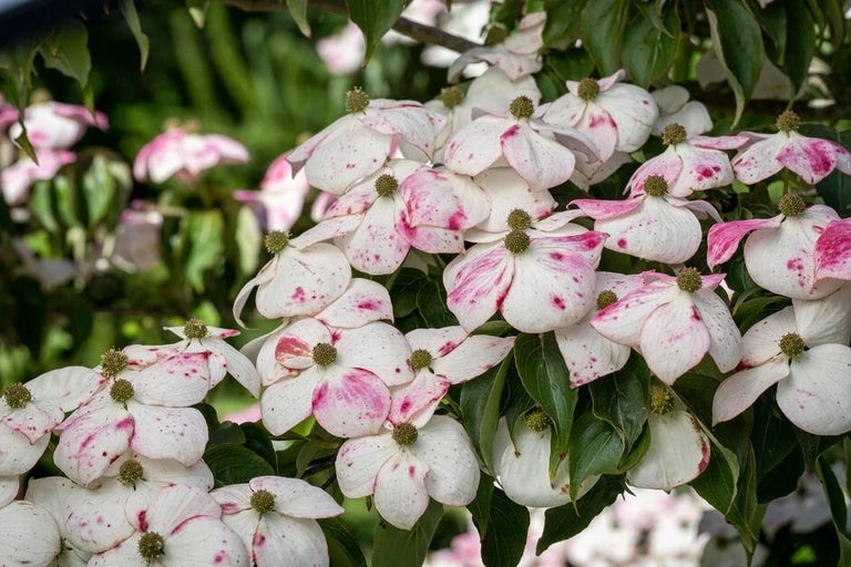 See all the National Plant Collections at RHS Gardens