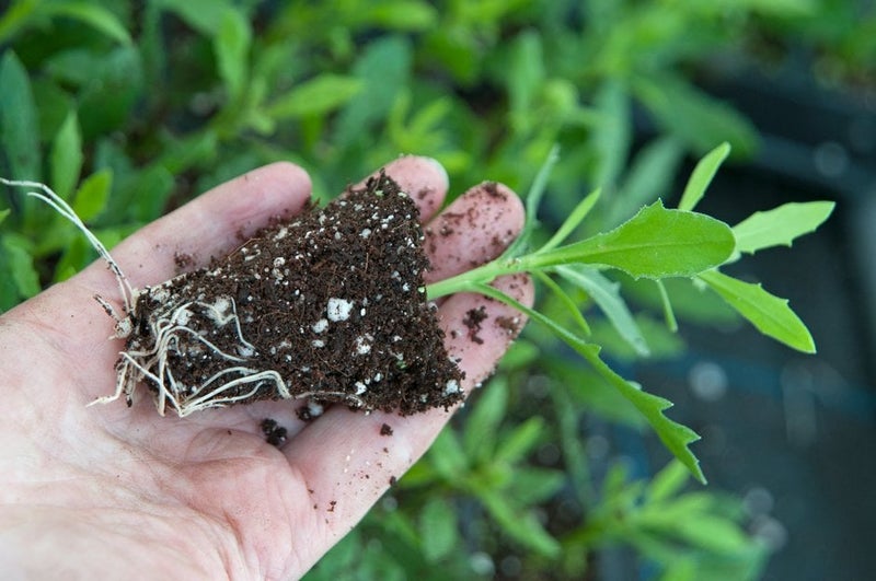 How Plants Absorb Nutrients | RHS Advice
