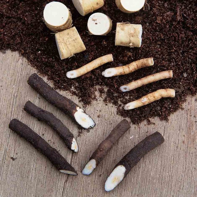 Prepared root cuttings. RHS/Tim Sandall