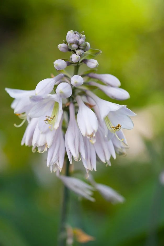 Buy Hosta from RHS Plants