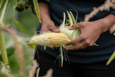 Hands holding head of sweetcorn