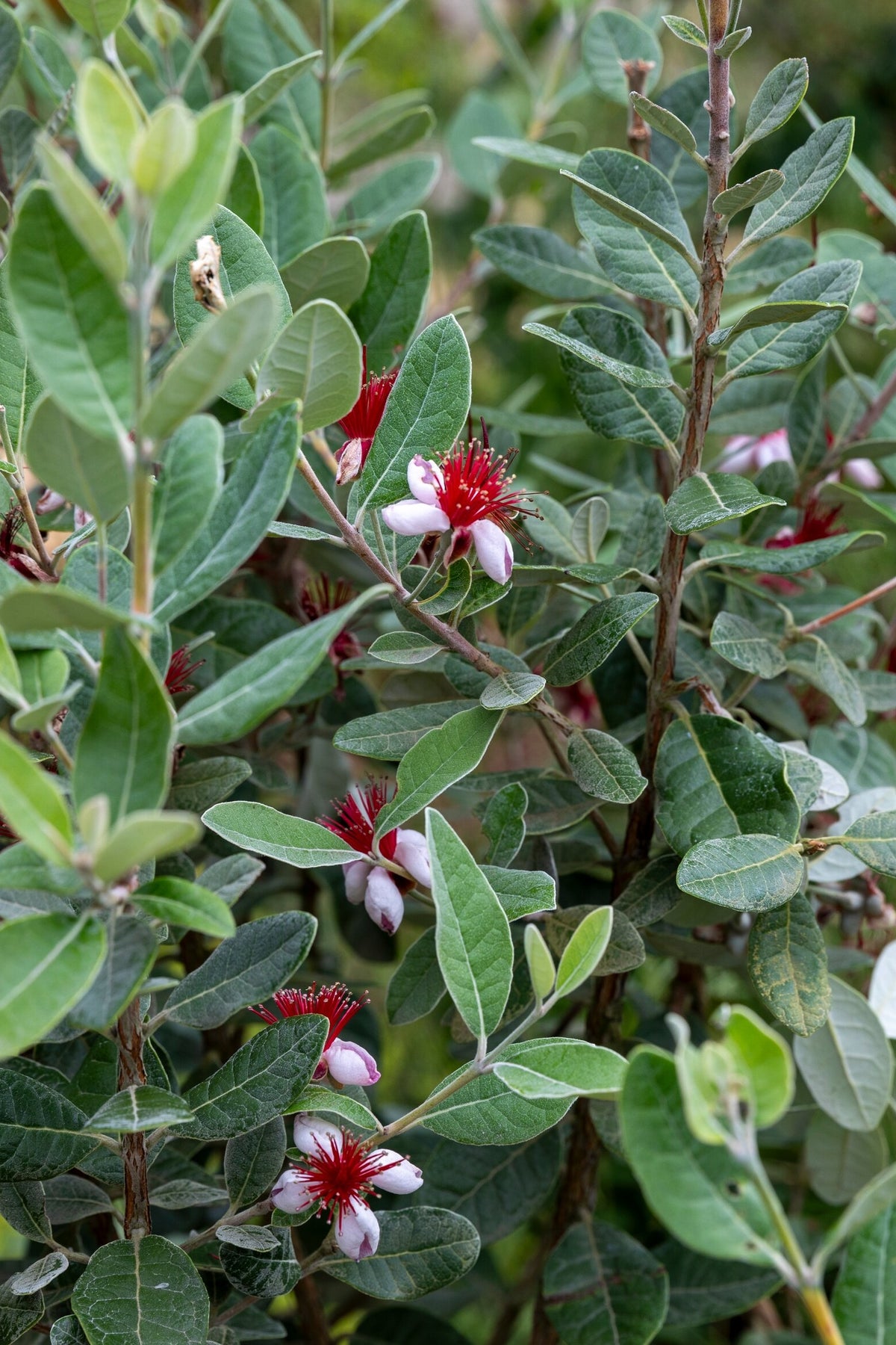 A Feijoa sellowiana shrub flowering at RHS Hampton Court Palace Garden Festival