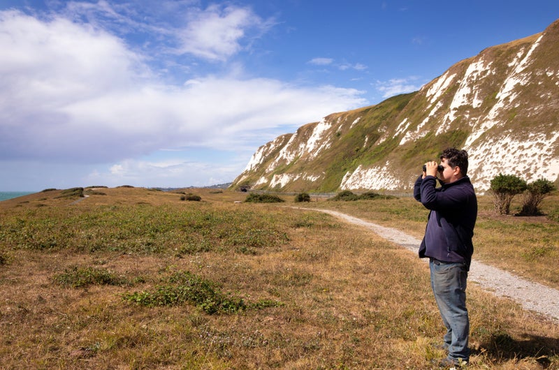 Kestrels, peregrine falcons and skylarks are among the wildlife regularly spotted at Samphire Hoe, a 30-hectare nature reserve on the outskirts of Dover