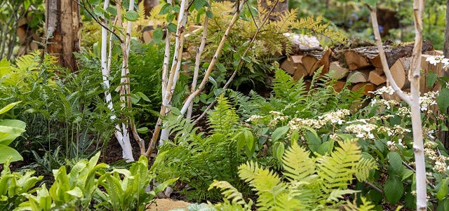 Planting combinations from RHS Malvern