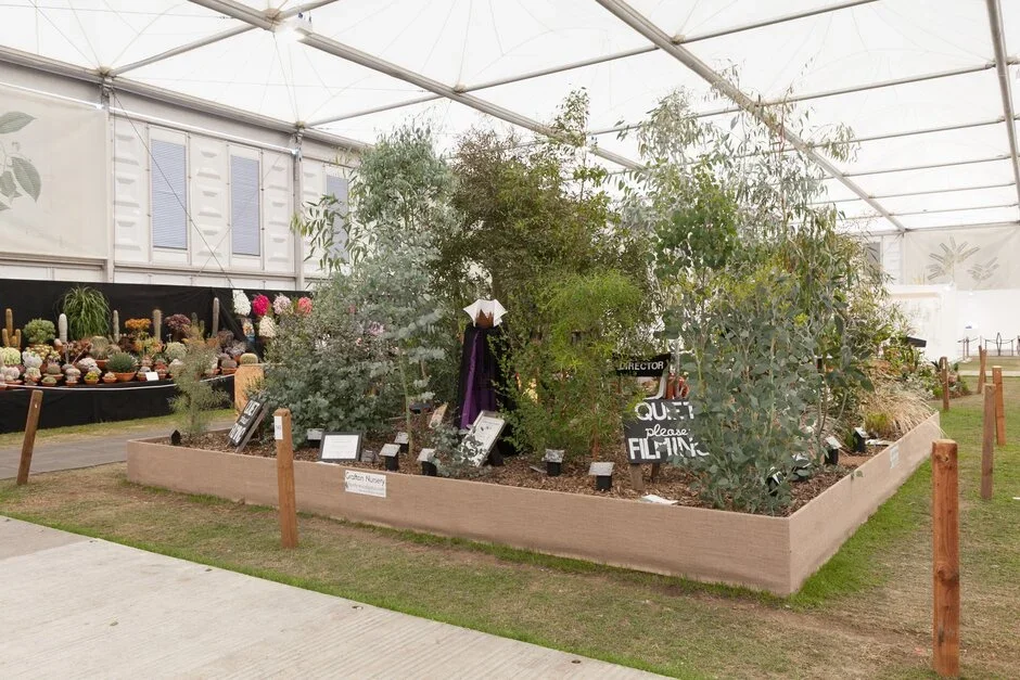 Hardy Eucalyptus by Grafton Nursery