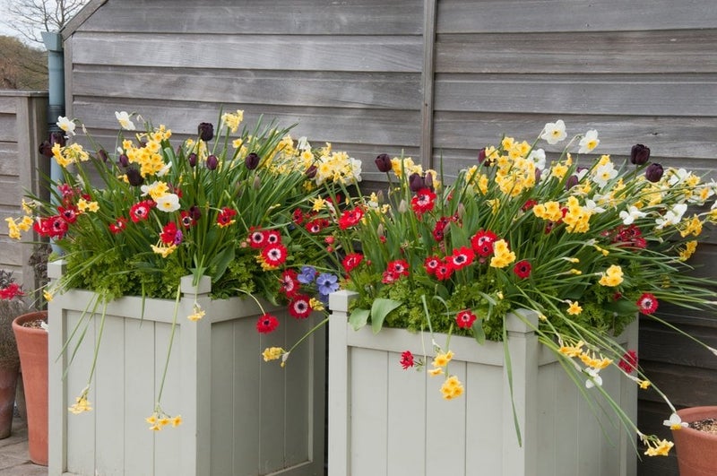 Growing plants in containers: Expert Guide | RHS Advice
