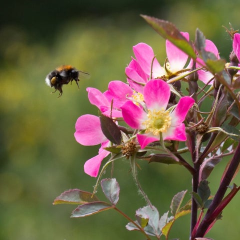 Brambles | RHS Advice