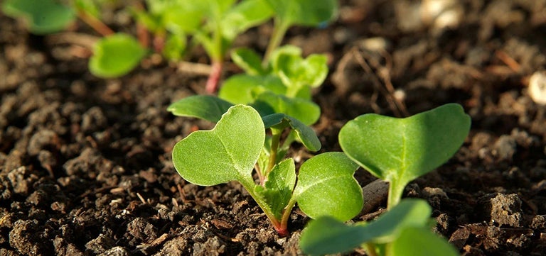 8 money-saving gardening ideas for spring