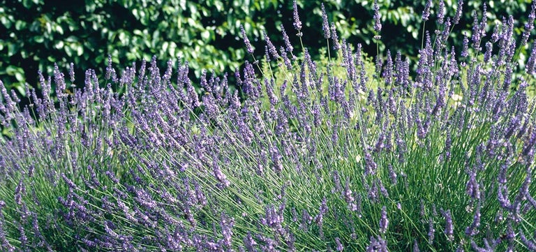 10 award-winning lavenders