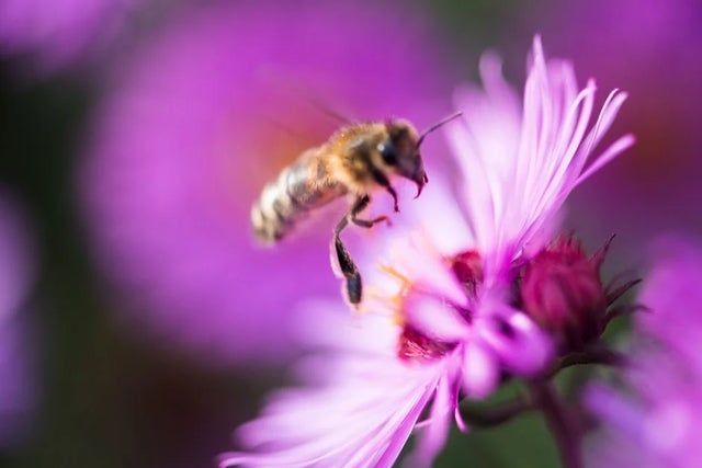 RHS Plants for Pollinators