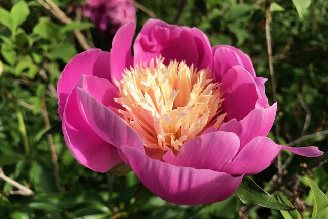 A toast to the peony