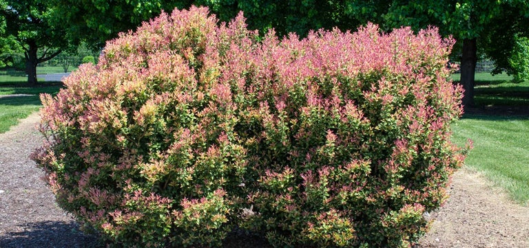 New plants: Osmanthus heterophyllus Party Lights