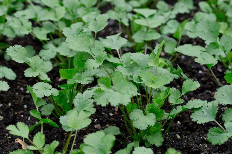 Buy coriander at RHSplants.co.uk
