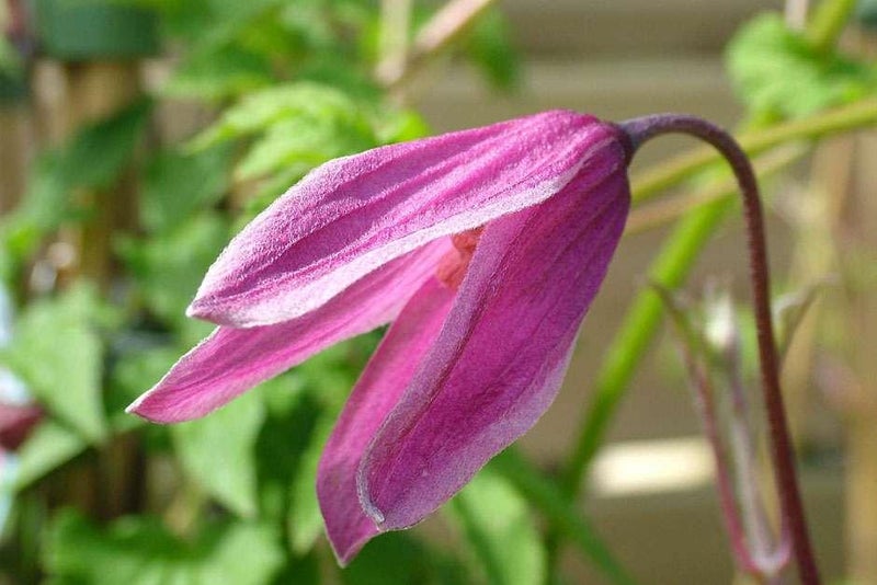 Harmony in pink