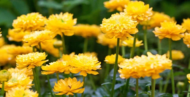 Border ranunculus