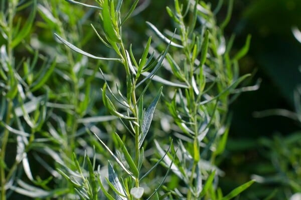French tarragon