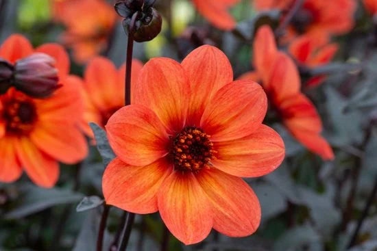 Dahlia-Tangerine-Gem-closeup