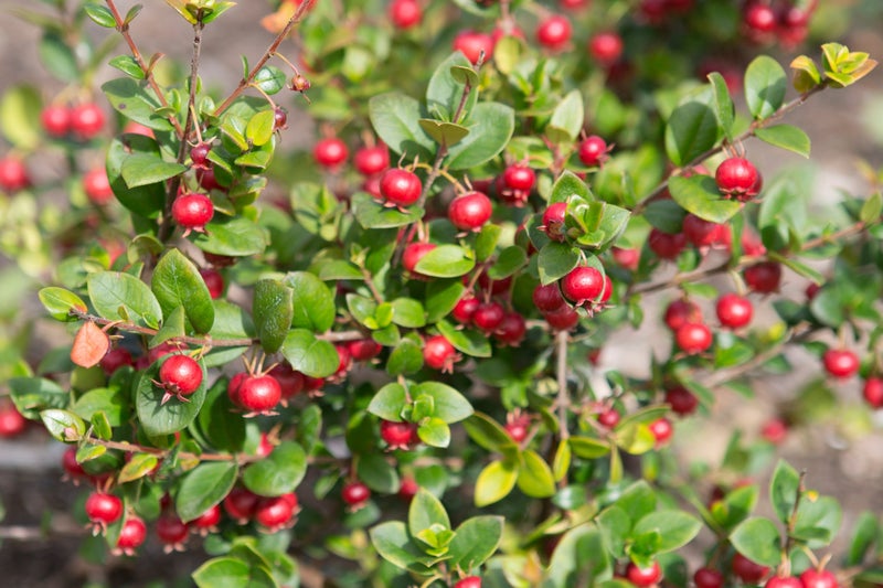 Ugni berries on Ugni molinae growing at RHS Hyde Hall