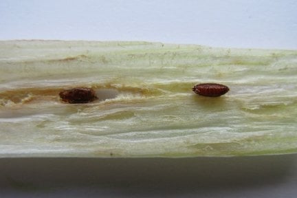 Allium leaf miner