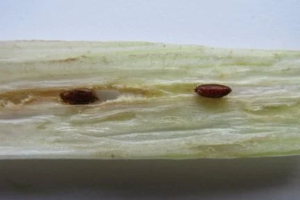 Allium leaf miner (<EM>Phytomyza gymnostoma</EM>) pupae on leek (<EM>Allium porrum</EM>)
