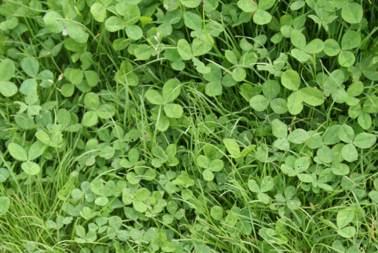 Clover in lawns