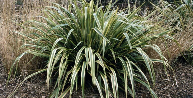 Phormium