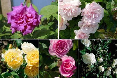 Climbing roses / RHS Plant Guide